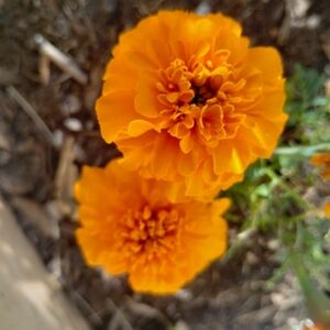 Mixed marigold seeds